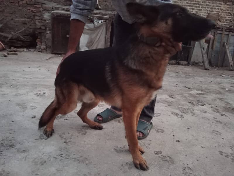 Gsd for sale exchng possible with gultair/rotwiller 1