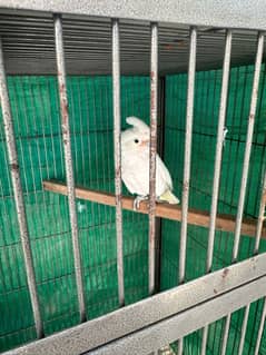 cockatoo parrot for sale