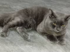 Russian Male Cat