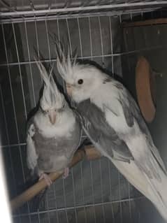 cockatiel parrot