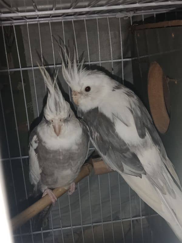 cockatiel parrot 0