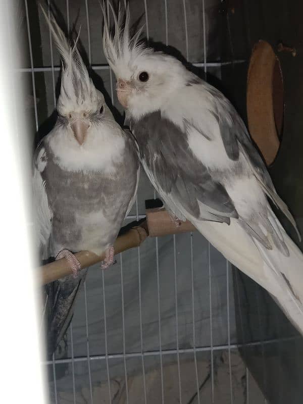 cockatiel parrot 1