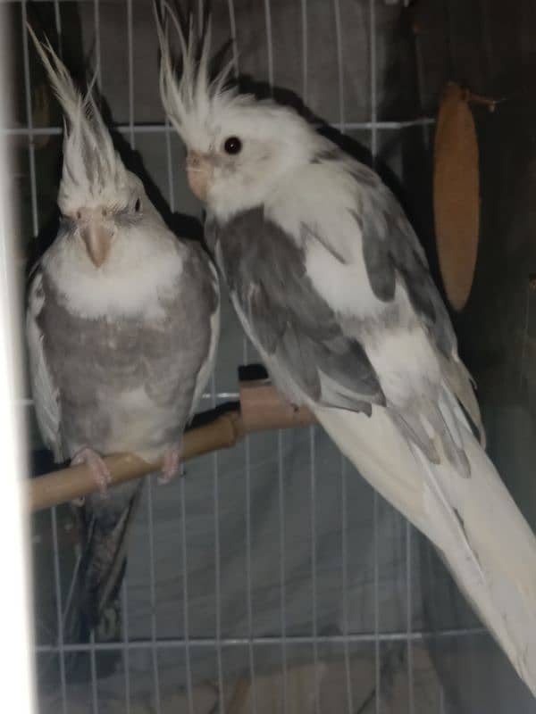 cockatiel parrot 2