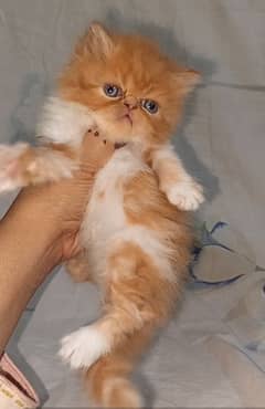 piki bi Color kittens 03280592995