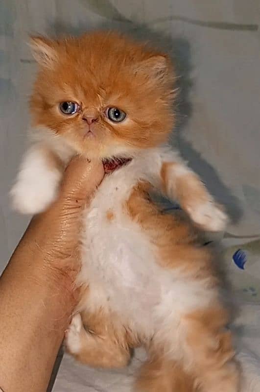 piki bi Color kittens 03280592995 1