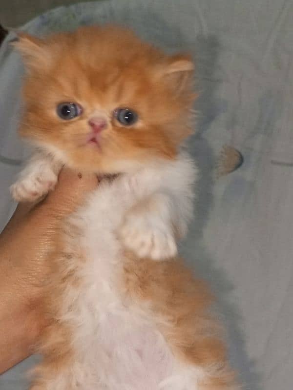 piki bi Color kittens 03280592995 2