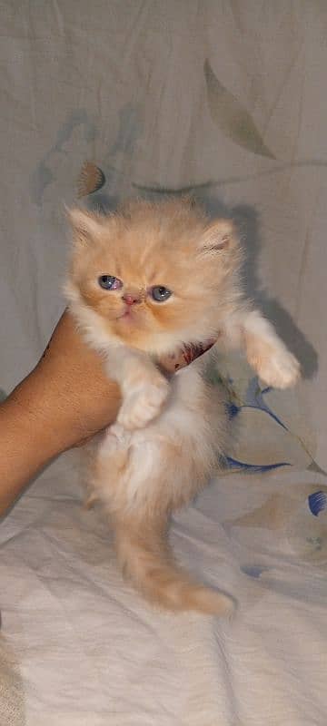 piki bi Color kittens 03280592995 4