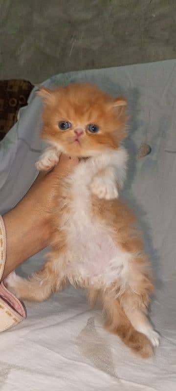 piki bi Color kittens 03280592995 5