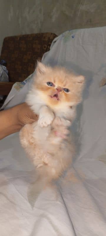 piki bi Color kittens 03280592995 6