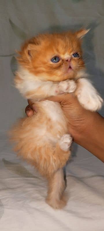 piki bi Color kittens 03280592995 7