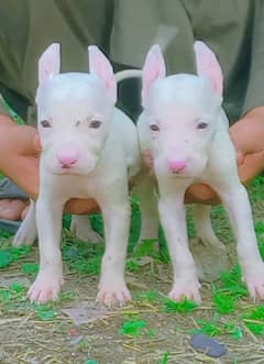 Pure Kohati Gultair Pair Age 2 Month for Sale