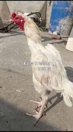 WHITE HEERA Top Quality breed male, females and chicks