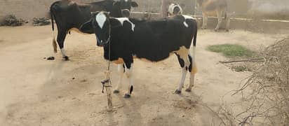 beutful cow for sail