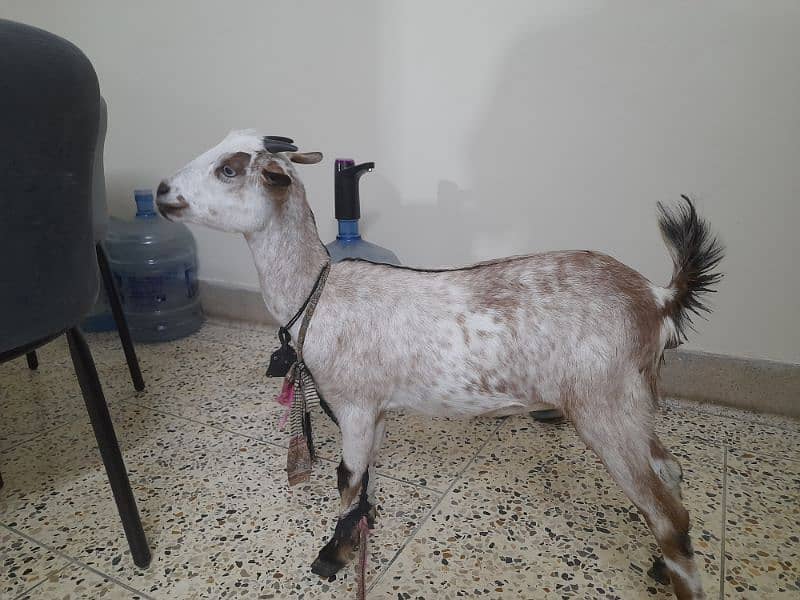 Goat for sale 1