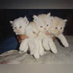 Pure Persian Kittens Available