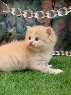 PERSIAN KITTEN