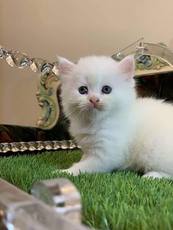 PERSIAN KITTEN 1