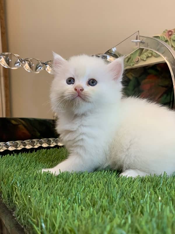 PERSIAN KITTEN 2