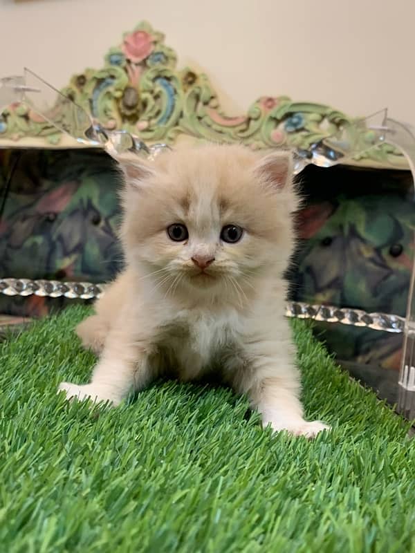 PERSIAN KITTEN 3