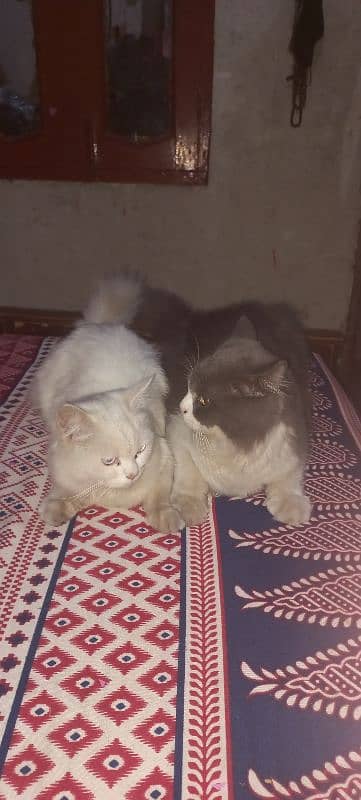 cat pair 0