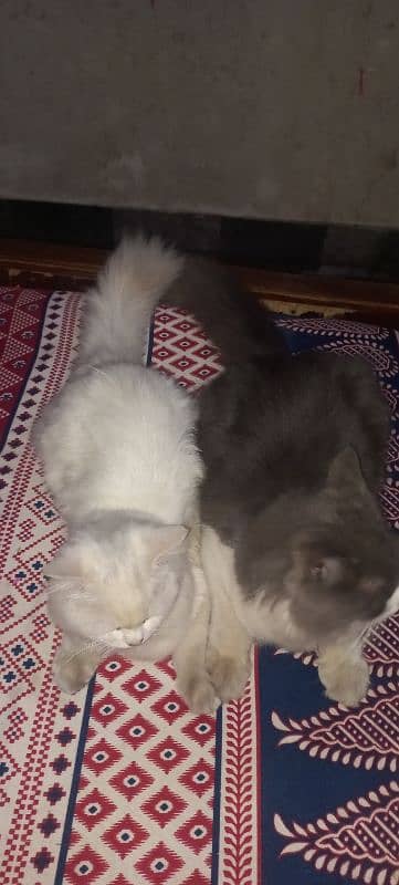 cat pair 1