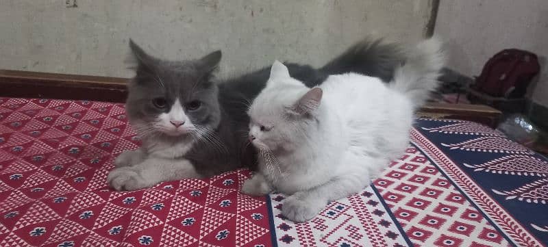 cat pair 4