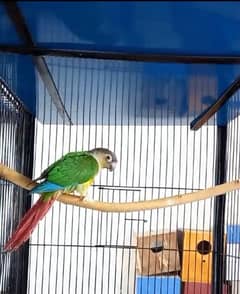 Yellow Sided Conure