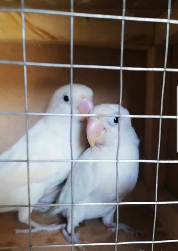 Albino Black eye and Lutino Personata Split Red Eye Breeder Pair 2