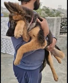 german shepherd long coat 3.5 months old