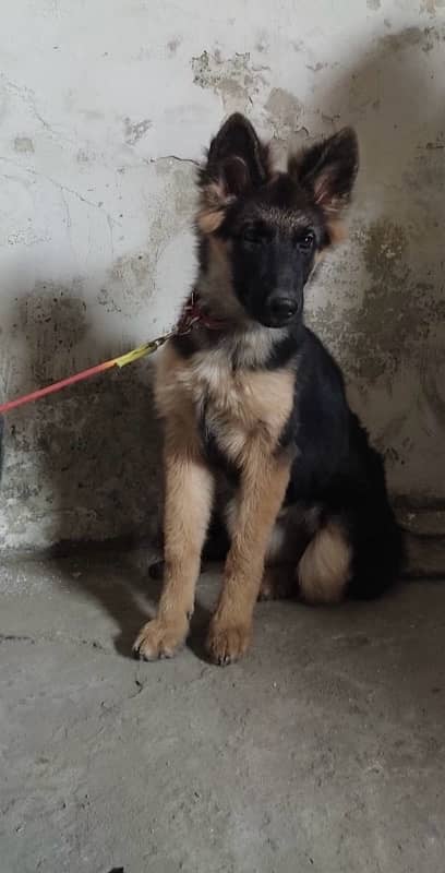 german shepherd long coat 3.5 months old 2