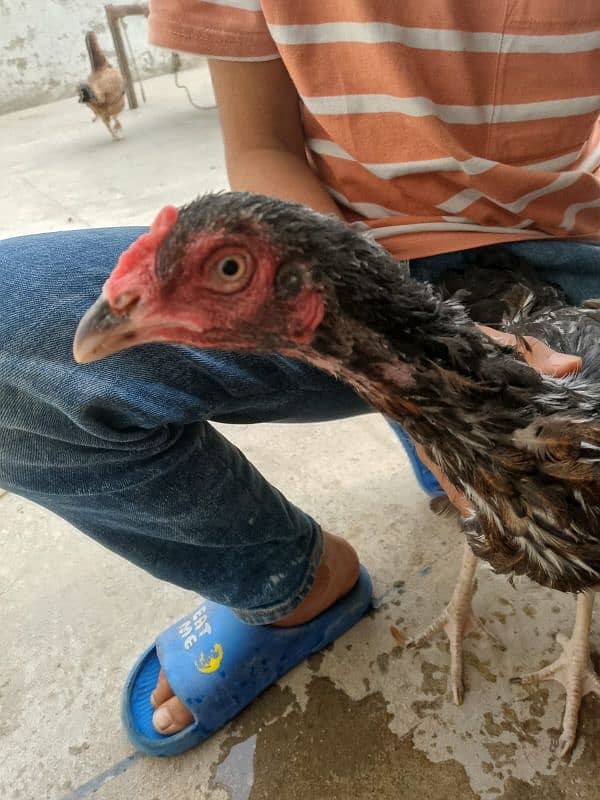 aseel hens and chicks urgent sale 1