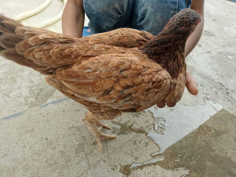 aseel hens and chicks urgent sale 2