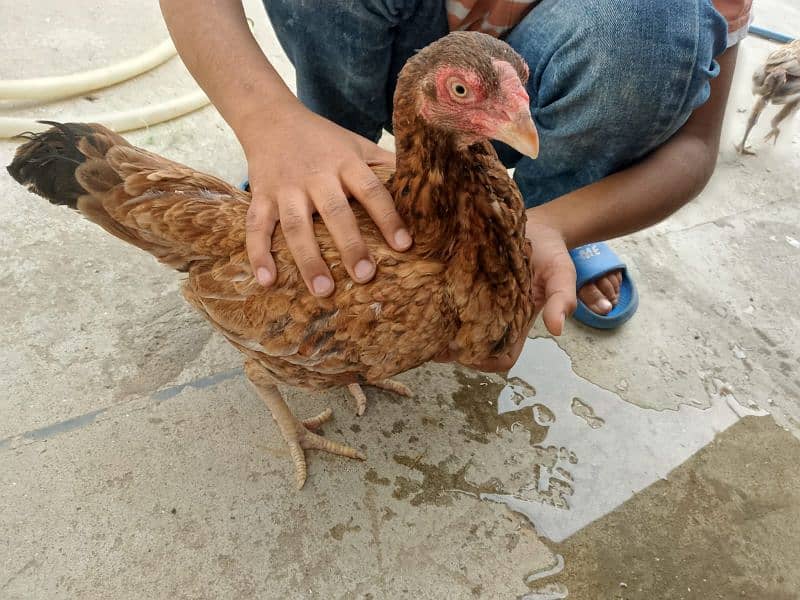 aseel hens and chicks urgent sale 3