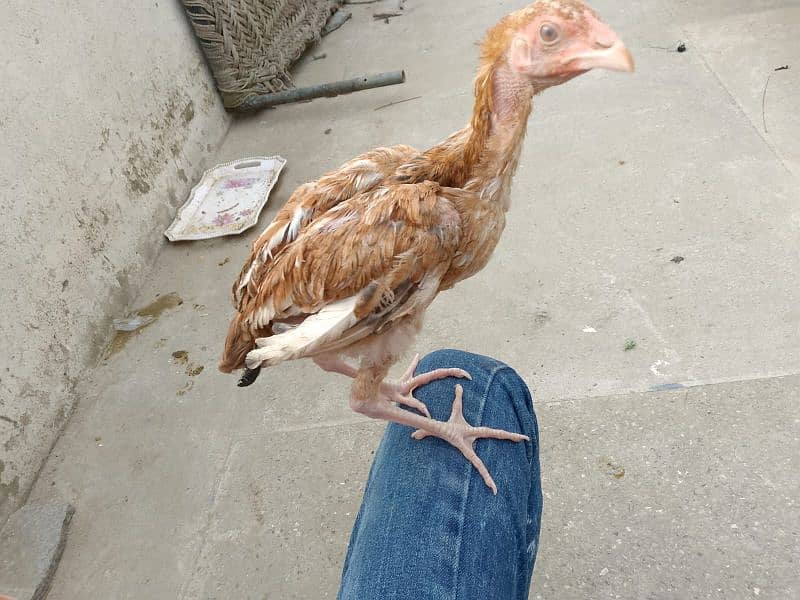 aseel hens and chicks urgent sale 10