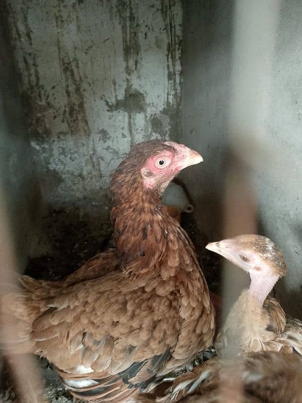 aseel hens and chicks urgent sale 11