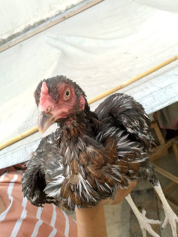 aseel hens and chicks urgent sale 12