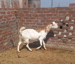 4 months ki ghabban bakri |2 bachon wali bakri | 2 kg dhodh wali bkri|