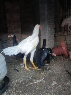 White O Shamo /Aseel pathy /king size/ shamo chicks/high Quality shamo