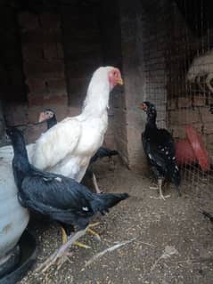 White O Shamo /Aseel pathy /king size/ shamo chicks/high Quality shamo