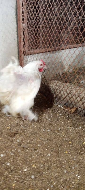 Female White Heavy Buff  Female 1