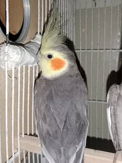 Grey Cockatiels Breeder pair