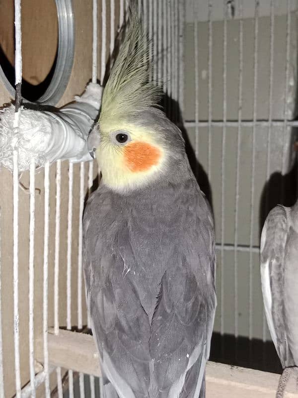 Grey Cockatiels Breeder pair 0