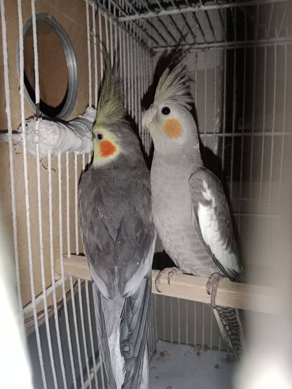 Grey Cockatiels Breeder pair 1