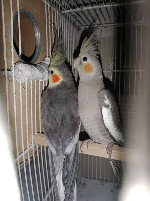 Grey Cockatiels Breeder pair 2