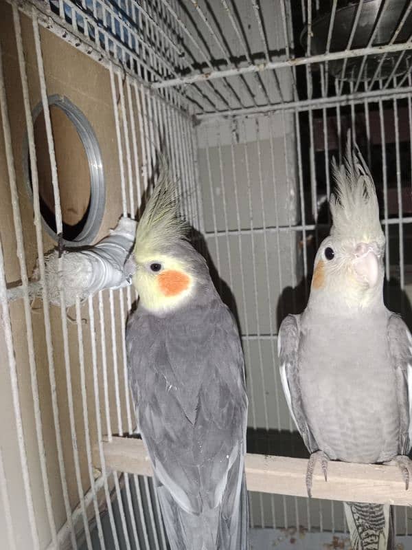 Grey Cockatiels Breeder pair 3