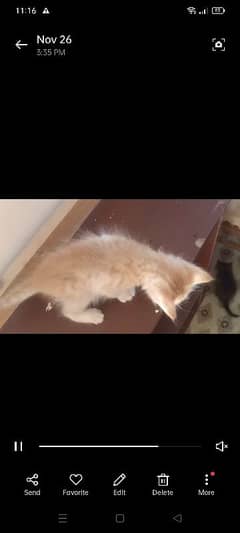 Persian Kitten Triple Coated Healthy & Active