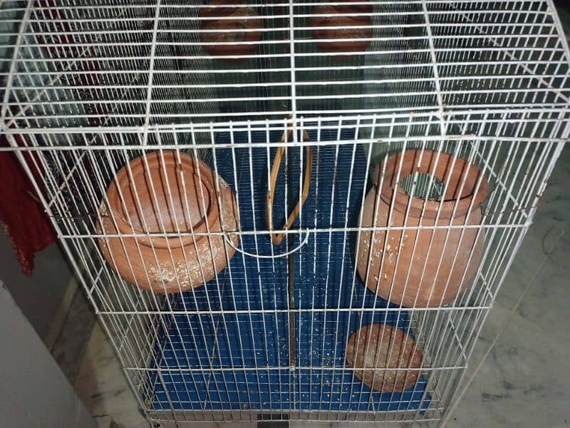 Birds Cage 3