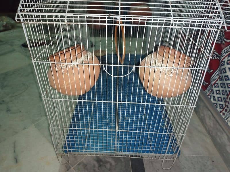 Birds Cage 4