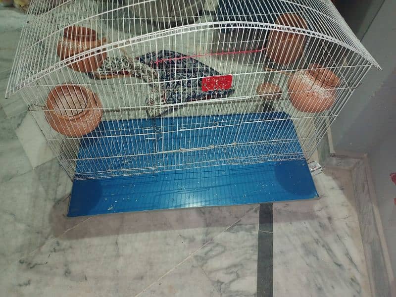 Birds Cage 6