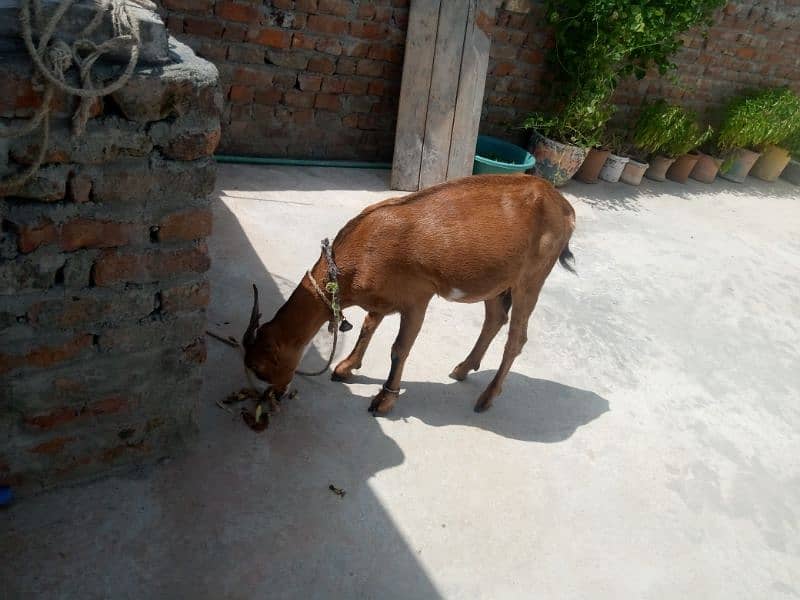 goat with two kids 0